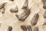 Foot Mortality Plate Of Sokhretia Trilobites - Massive Display! #164746-8